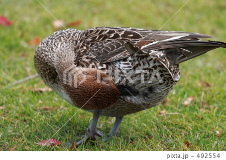 オナガガモ 492554