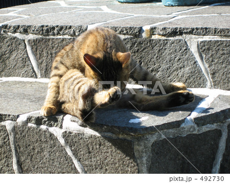 日だまりの猫 492730