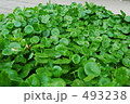葉っぱ 493238