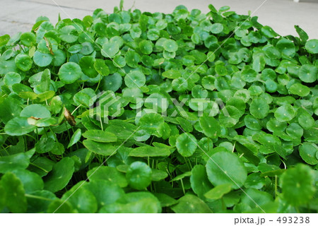 葉っぱ 葉っぱ 493238