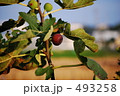 イチジク 493258