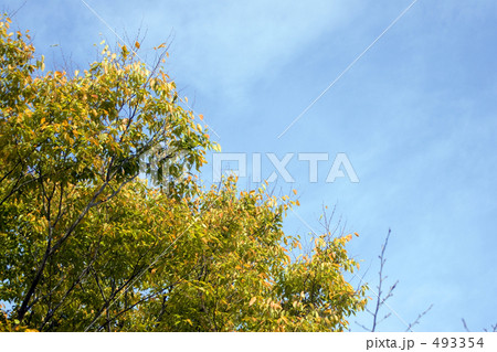 青空の下の黄葉 青空の下の黄葉 493354