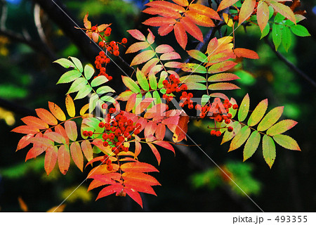 秋色 5 秋色 5 493355