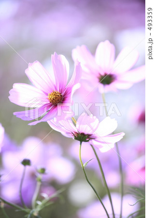 太陽に向かって 太陽に向かって 493359