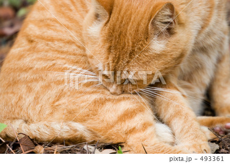 毛づくろいする猫 493361