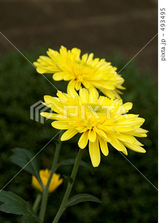 丁子菊 493495