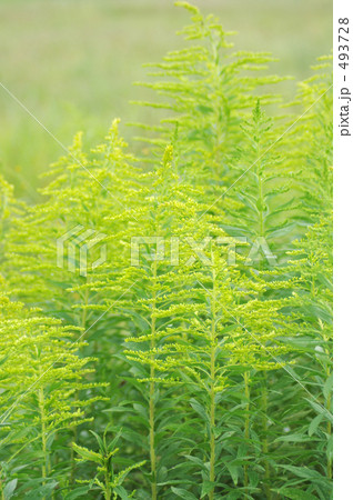 10月咲き始めは可憐 493728