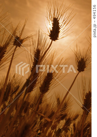 麦秋 494156