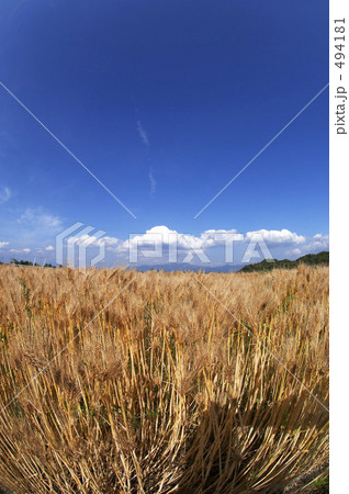 麦畑 麦畑 494181