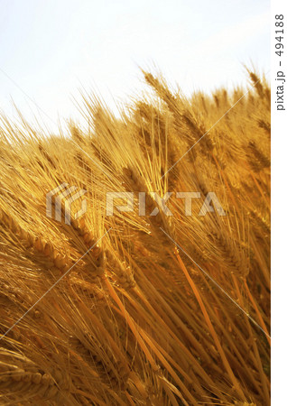 麦秋 494188