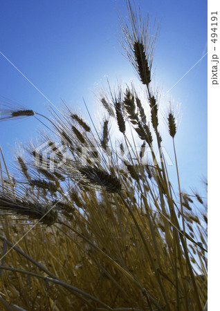 麦畑 494191