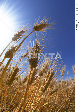麦畑 494193