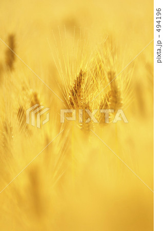 麦秋 494196