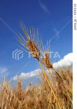 麦畑 494210