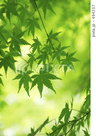 モミジの新緑 494237