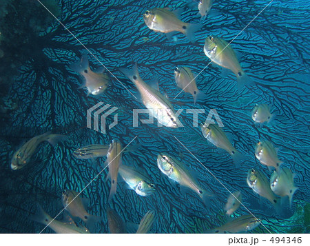 イソバナと群れ 494346