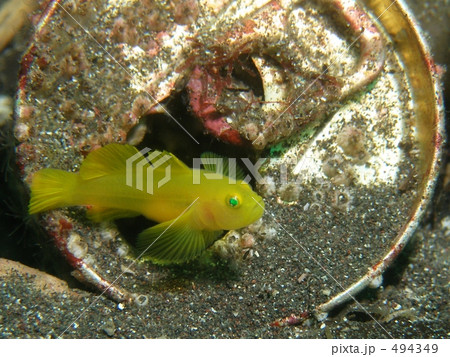 空き缶がおうち 494349