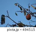 柿 494515