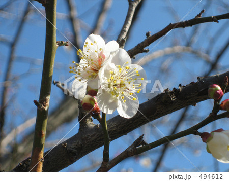 桜の花 494612