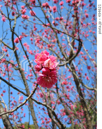 梅の花 494621