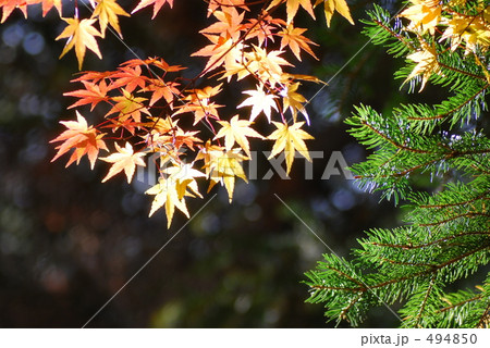 トゥインクル モミジ トゥインクル モミジ 494850