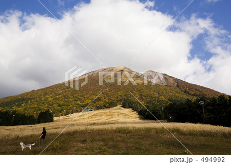 紅葉の大山とハスキー犬 494992