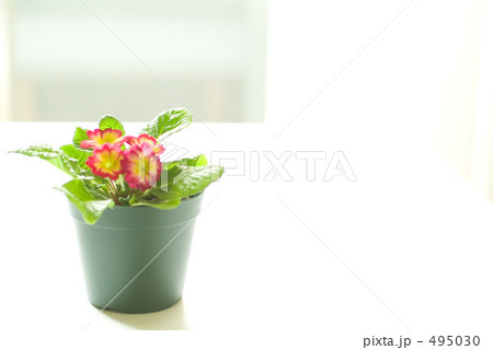 花鉢 495030