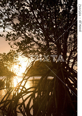 夕陽のマングローブ 495442