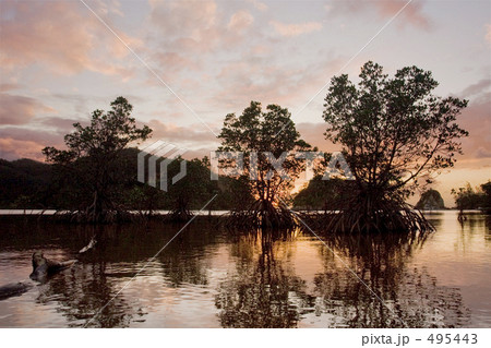 夕陽のマングローブ 495443