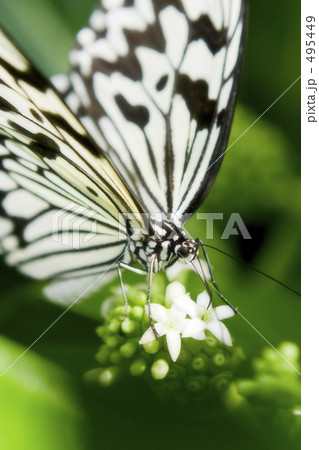 オオゴマダラ 495449