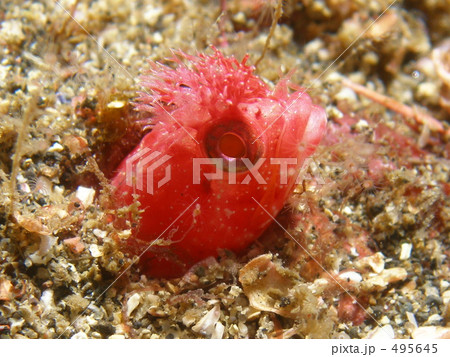 アライソゴケギンポ アライソゴケギンポ 495645