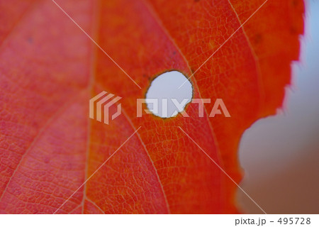 紅葉の穴 紅葉の穴 495728