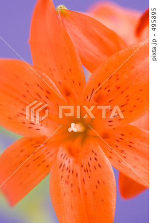 ヒメユリの花の写真素材 4955