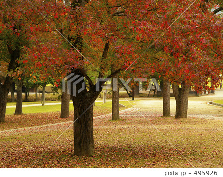 奈良公園の紅葉 495926