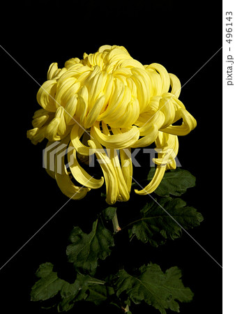 奥州菊 496143