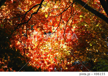 愛宕山の紅葉 496155