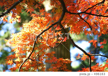 愛宕山の紅葉 愛宕山の紅葉 496163