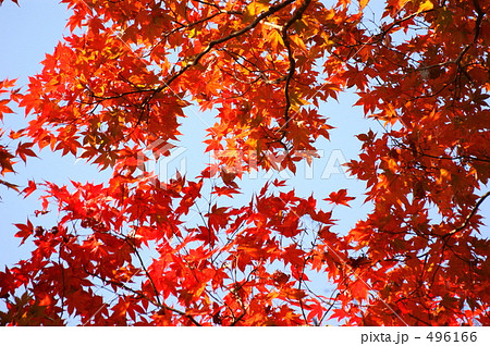 愛宕山の紅葉 496166