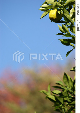 柚子 柚子 496181