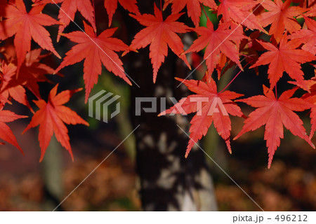 Vermilion Color 496212