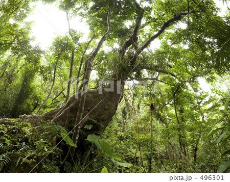 亜熱帯の森 496301