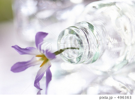 光に透けるビンとシベリアンリリー 496363