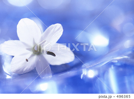 光る水に浮かぶ白いアリウムコアニー 496365