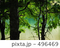 GREEEEN 496469