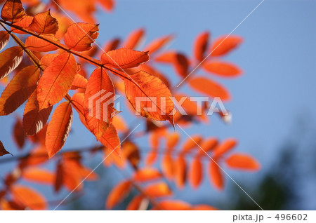 ナナカマド ナナカマド 496602