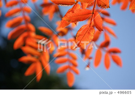 ナナカマド ナナカマド 496605