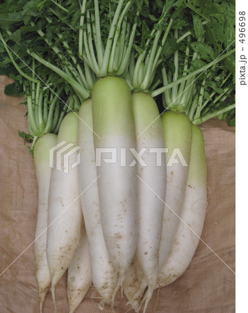 新鮮青首大根 新鮮青首大根 496698