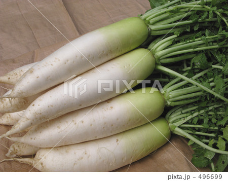 水洗いされた大根 水洗いされた大根 496699