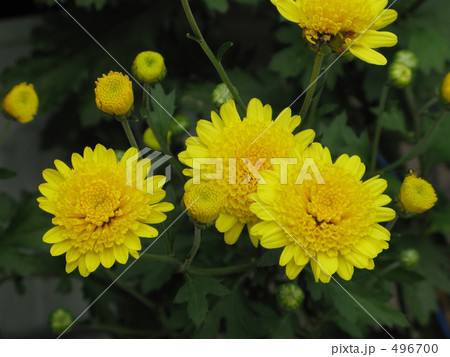 黄色い菊 496700