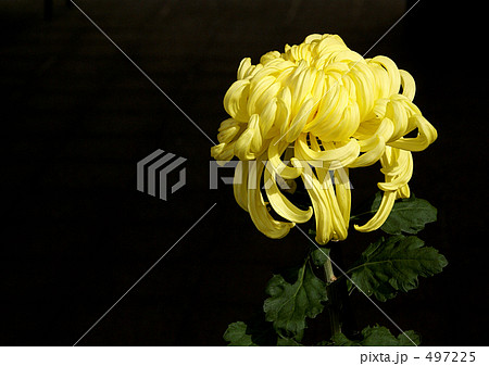 奥州菊 497225